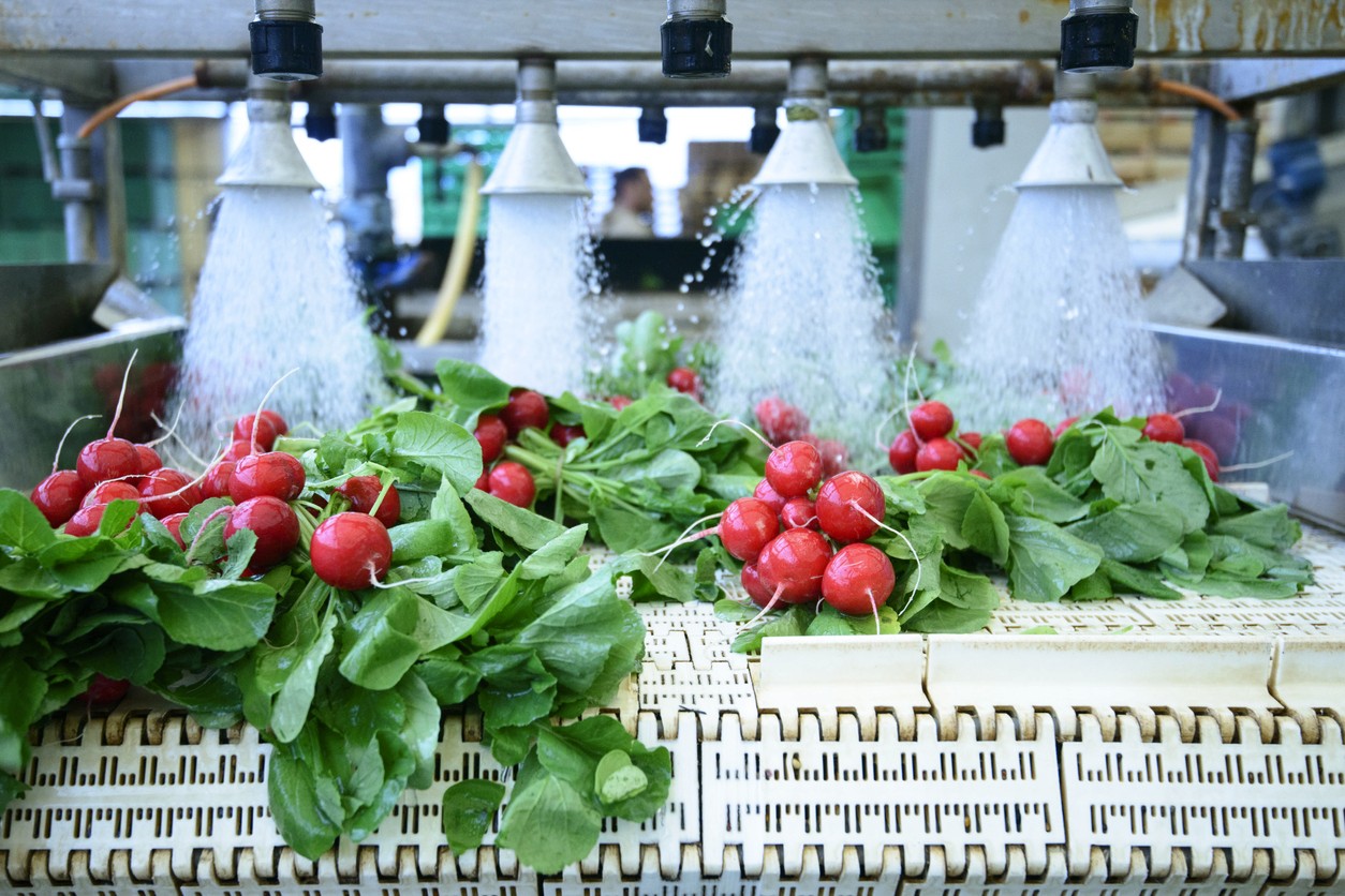 Radishes move through an assembly line to be washed